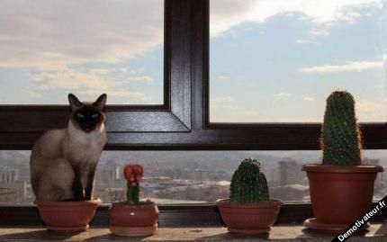 chat forbach